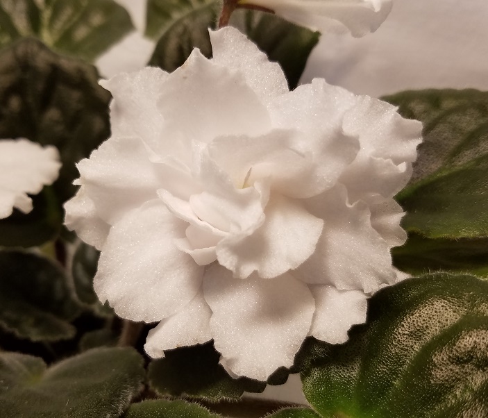 Donna's Avalanche in 2.5" Pot - Click Image to Close
